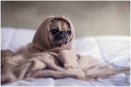 A sad looking pug wrapped in a blanket